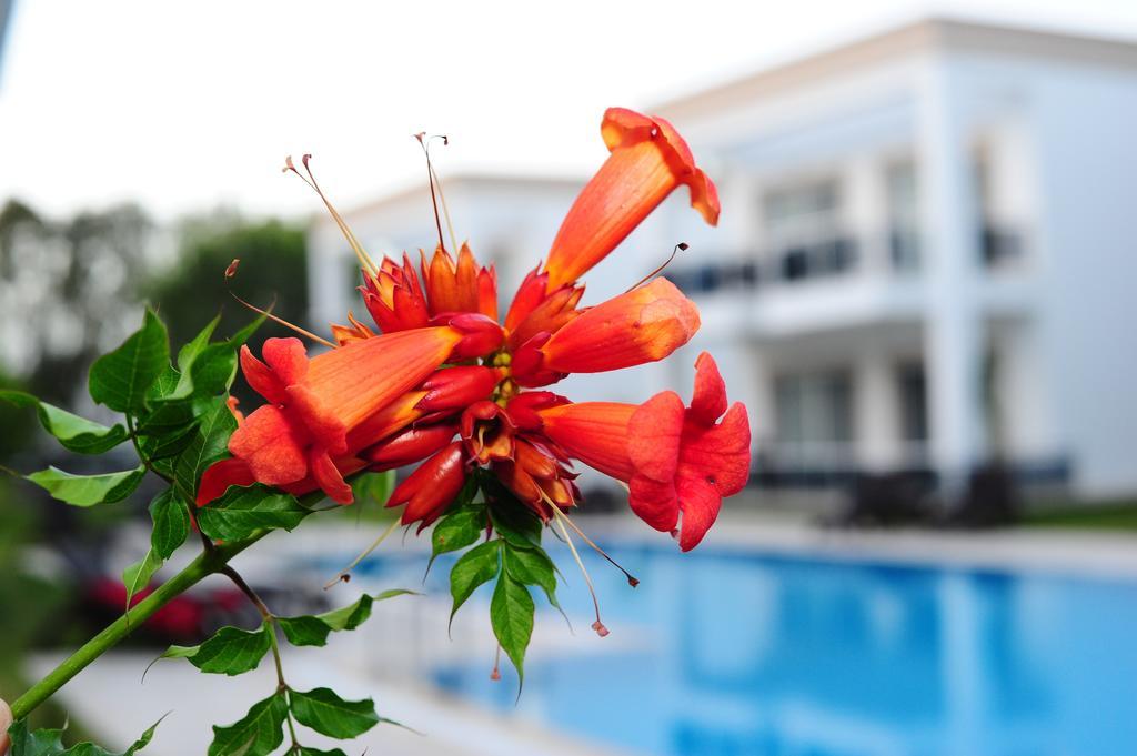 Delita Suite Hotel Turkbuku غولتوركبوكو المظهر الخارجي الصورة